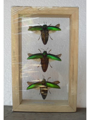 Real Insect Jewel Beetle Sternocera Aeguisignata taxidermy Double Glass in frame