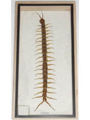 Real CENTIPEDE Collection Taxidermy in Box