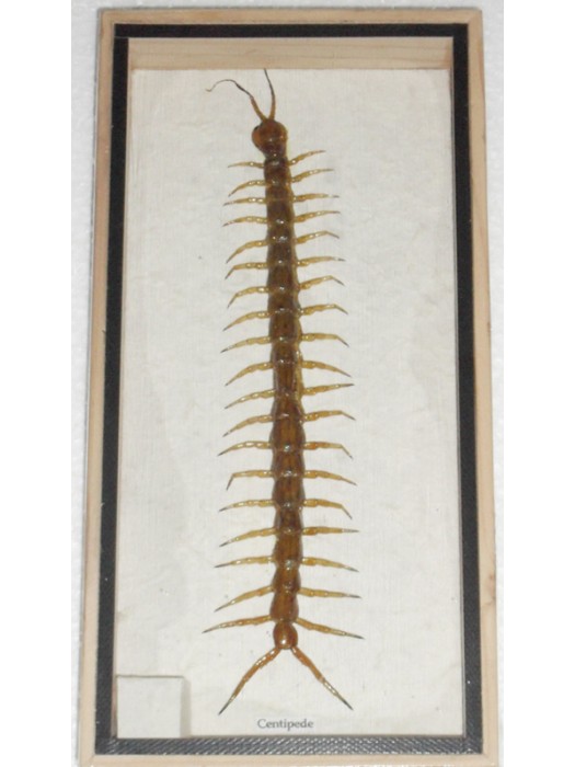 Real CENTIPEDE Collection Taxidermy in Box