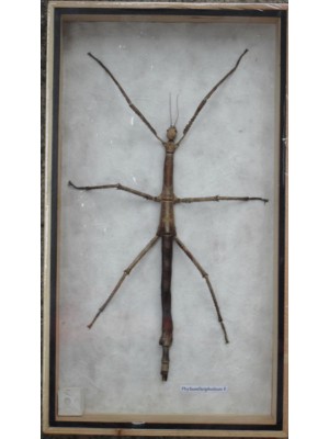 REAL Walking Stick insect Taxidermy Collection in wooden box