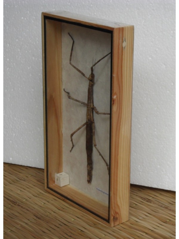 REAL Walking Stick insect Taxidermy Collection in wooden box
