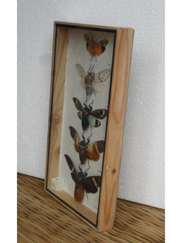 3 Real CICADA Beetle Insect Taxidermy Collectible in Wood box