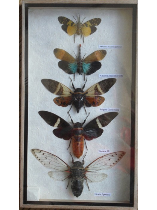 5 Real CICADA Insect Taxidermy Collection in wooden box