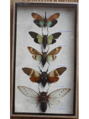 5 Real CICADA Insect Taxidermy Collection in wooden box