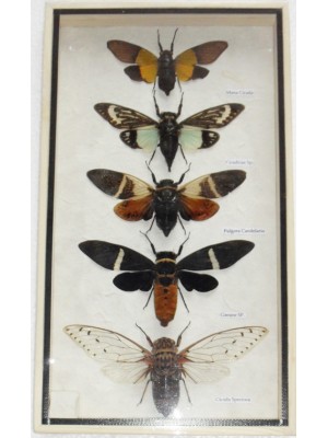 5 Real CICADA Insect Taxidermy Collection in wooden box