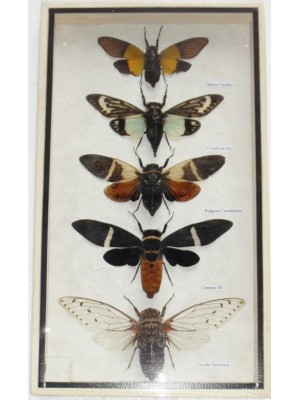 5 Real CICADA Insect Taxidermy Collection in wooden box