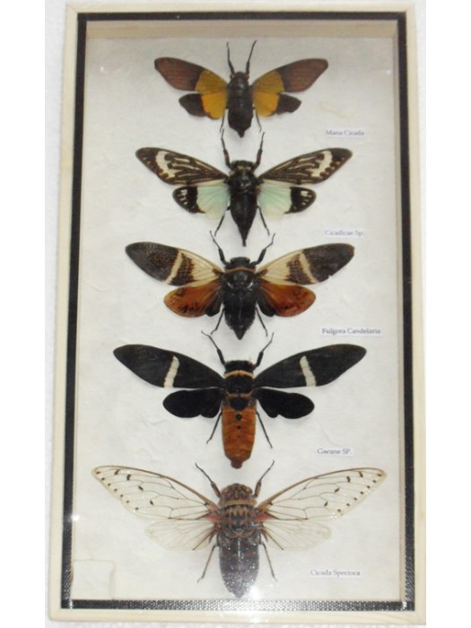 5 Real CICADA Insect Taxidermy Collection in wooden box