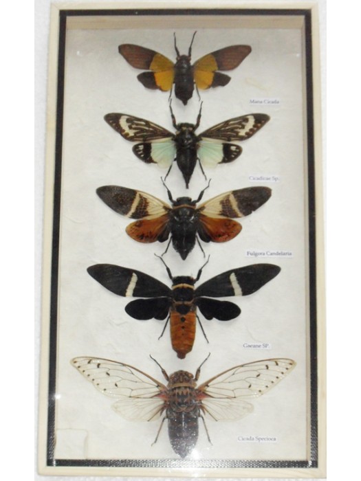 5 Real CICADA Insect Taxidermy Collection in wooden box