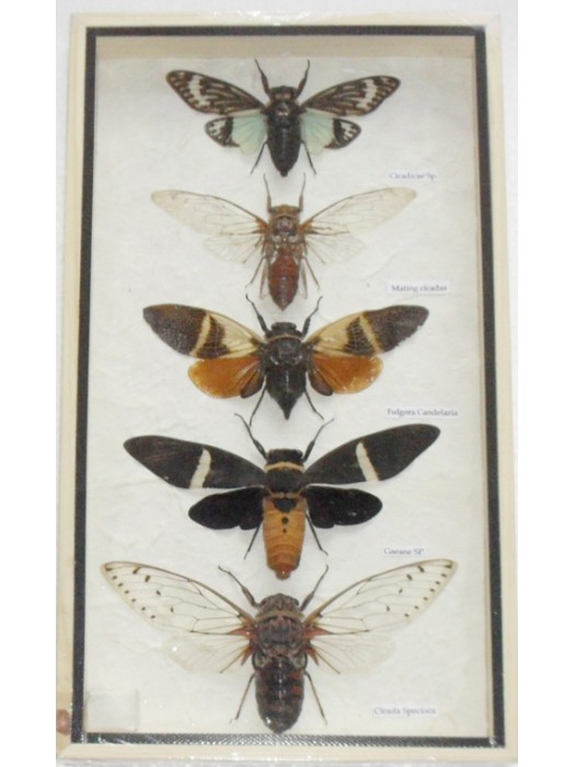 5 Real CICADA Insect Taxidermy Collection in wooden box