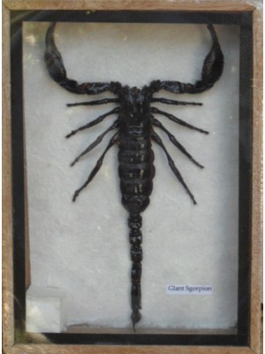 Real Scorpion Taxidermy in wood box 