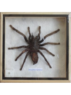  Real Eurypeima Spinicrus Spider Taxidermy in wood box