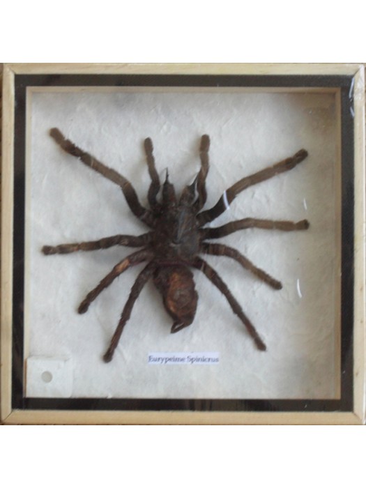  Real Eurypeima Spinicrus Spider Taxidermy in wood box