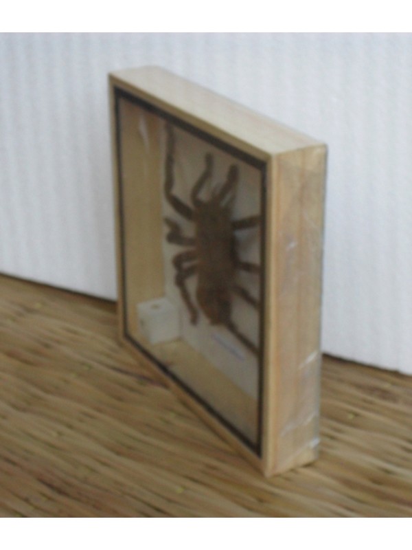  Real Eurypeima Spinicrus Spider Taxidermy in wood box