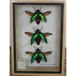 3 REAL Jewel Beetle Sternocera Aeguisignata Insect Bug taxidermy in Box
