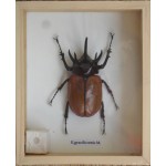 Real 5 Stag Gracilicornis Beetle Insect Taxidermy in Box 