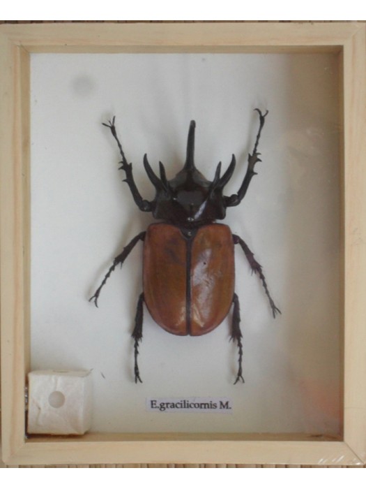 Real 5 Stag Gracilicornis Beetle Insect Taxidermy in Box 
