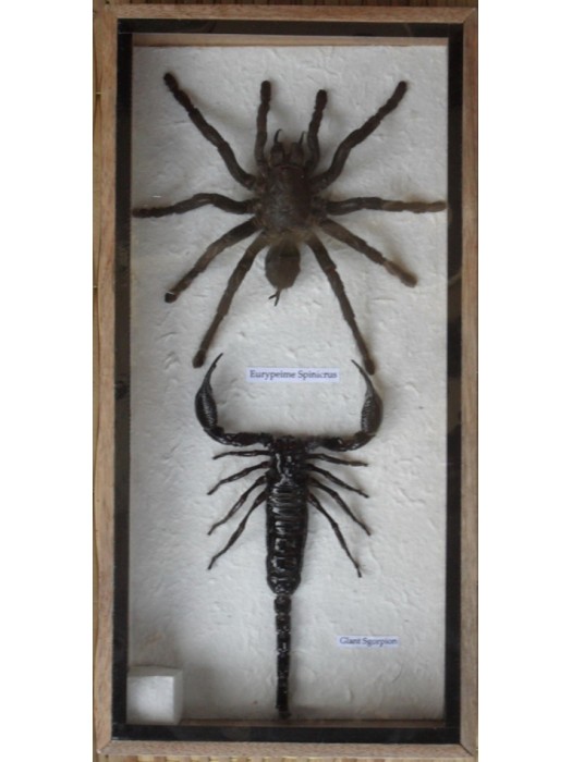 Real Scorpion&Spider Tarantula Taxidermy in wood box 