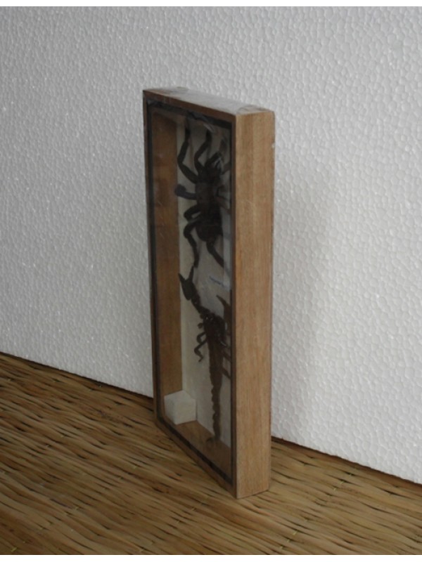 Real Scorpion&Spider Tarantula Taxidermy in wood box 