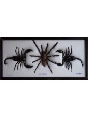 REAL BEAUTIFUL SCORPION spider Taxidermy Framed