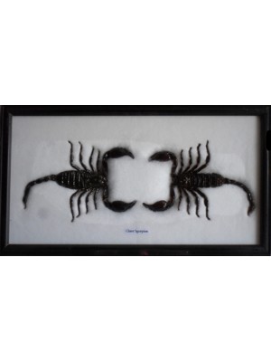 Real Scorpion taxidermy in frame