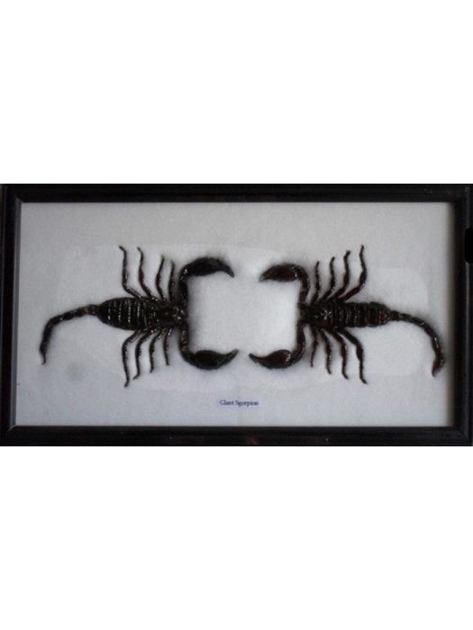 Real Scorpion taxidermy in frame