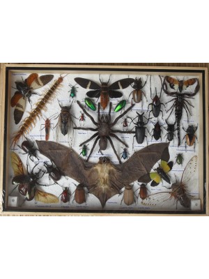 Real Multiple INSECTS BEETLES Bat Scorpion Spider Centipede Collection in wooden box/big size