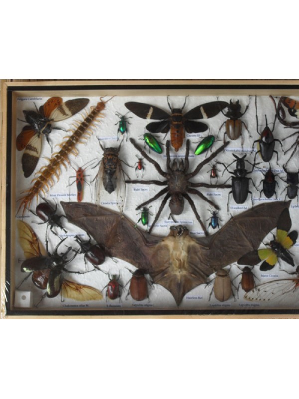 Real Multiple INSECTS BEETLES Bat Scorpion Spider Centipede Collection in wooden box/big size