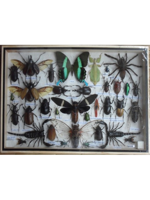 REAL Multiple INSECTS BEETLES Butterflies Scorpion Spider Collection in wooden box/big size