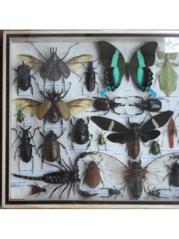 REAL Multiple INSECTS BEETLES Butterflies Scorpion Spider Collection in wooden box/big size