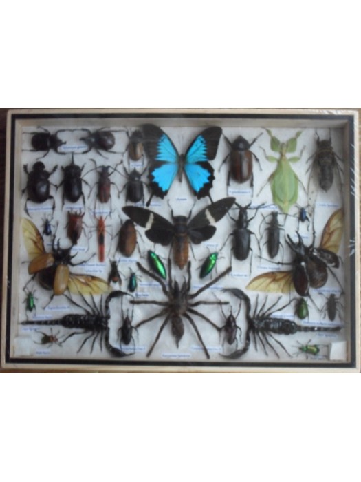 REAL Multiple INSECTS BEETLES Butterflies Scorpion Spider Collection in wooden box/big size