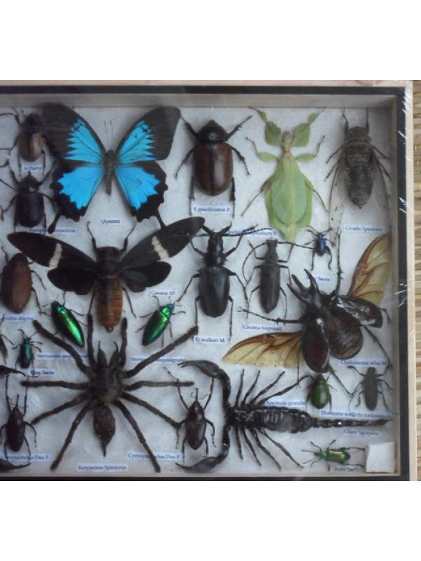 REAL Multiple INSECTS BEETLES Butterflies Scorpion Spider Collection in wooden box/big size