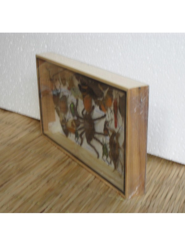 REAL Multiple INSECTS BEETLES Spider Cicada Collection in wooden box 
