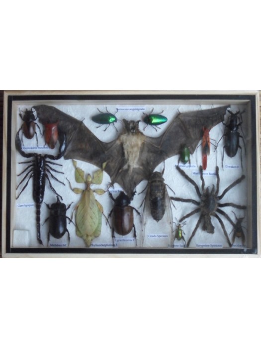 REAL Multiple INSECTS BEETLES Spider Leaf Insect Bat Collection in wooden box 