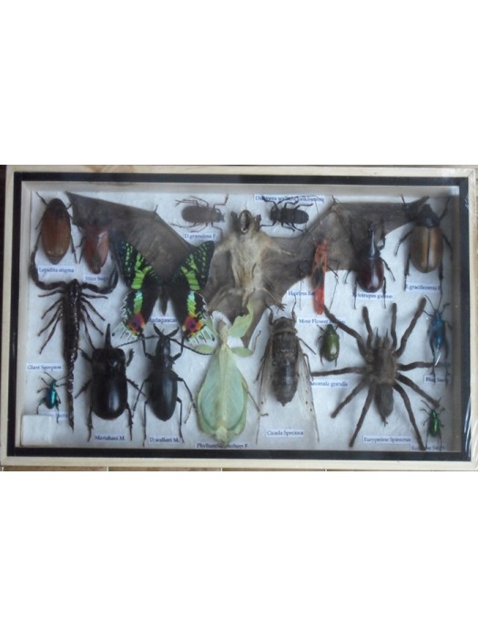 REAL Multiple INSECTS BEETLES Spider Leaf Insect Bat Butterfly Collection in wooden box 