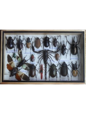 REAL Multiple INSECTS BEETLES Scorpion Cicada Collection in wooden box 