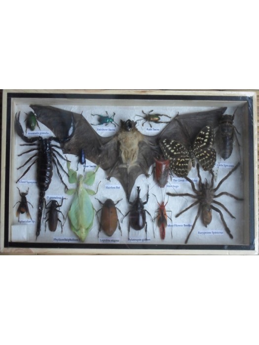 REAL Multiple INSECTS BEETLES Spider Leaf Insect Bat Butterfly Collection in wooden box 