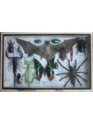 REAL Multiple INSECTS BEETLES Spider Leaf Insect Bat Butterfly Collection in wooden box 