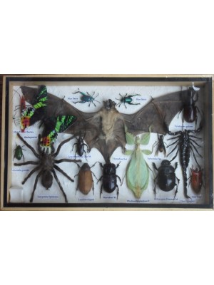 REAL Multiple INSECTS BEETLES Spider Scorpion Bat Butterfly Collection in wooden box 