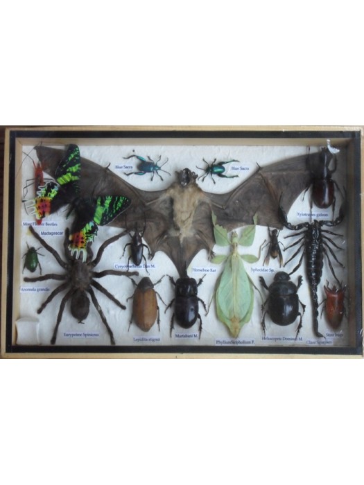 REAL Multiple INSECTS BEETLES Spider Scorpion Bat Butterfly Collection in wooden box 