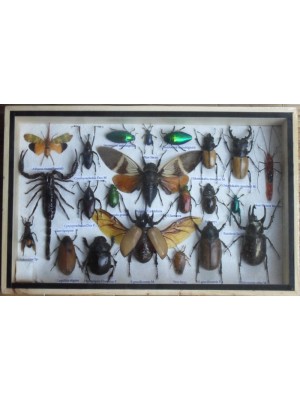 REAL Multiple INSECTS BEETLES Scorpion Cicada Collection in wooden box 