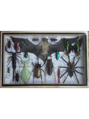 REAL Multiple INSECTS BEETLES Spider Scorpion Bat Butterfly Collection in wooden box 