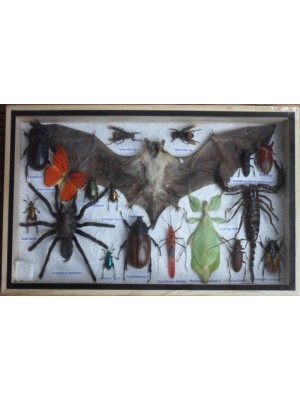REAL Multiple INSECTS BEETLES Spider Scorpion Bat Butterfly Collection in wooden box 