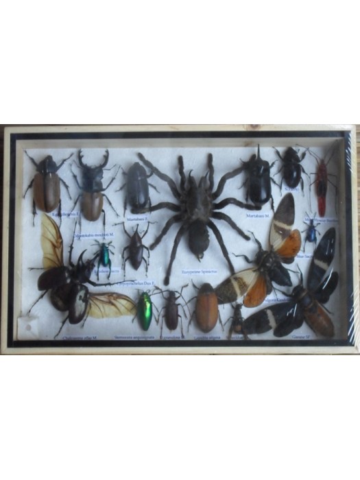 REAL Multiple INSECTS BEETLES Spider Cicada Collection in wooden box 