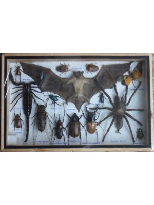 REAL Multiple INSECTS BEETLES Spider Scorpion Bat Collection in wooden box 