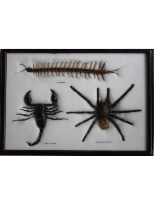  Real spider centipede scorpion collection Taxidermy framed
