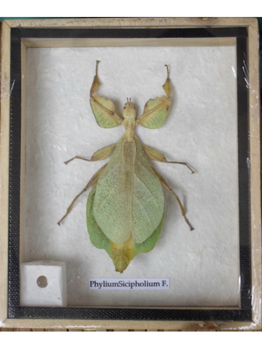 REAL Leaf Insect PhyliumSicipholium in wooden box 