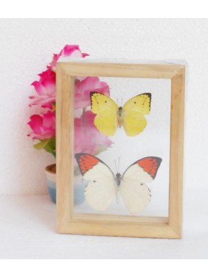 Real Mixed Couple Butterflies Taxidermy Double Glass Frame For Gift Collectibles