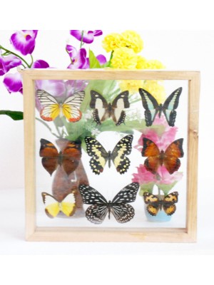 REAL mixed BUTTERFLIES Taxidermy Double Glass in Frame