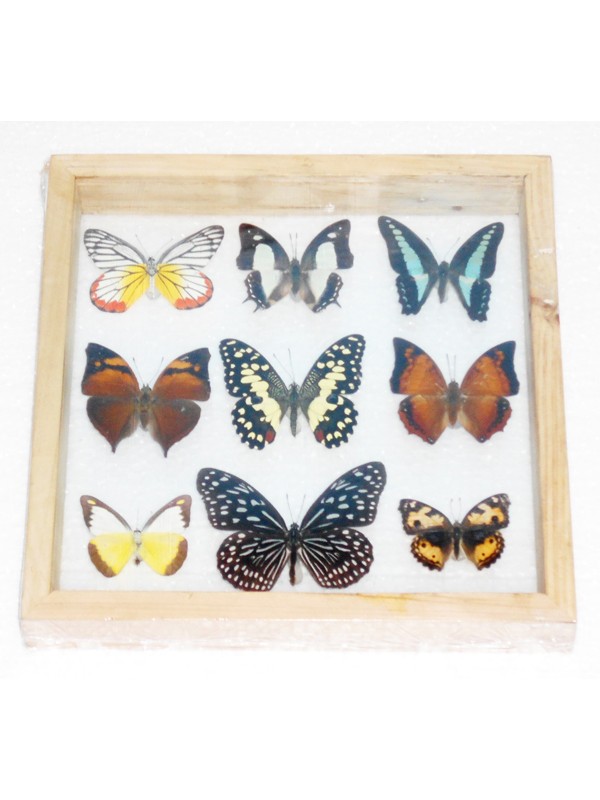 REAL mixed BUTTERFLIES Taxidermy Double Glass in Frame
