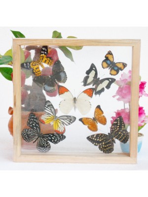 REAL mixed BUTTERFLIES Taxidermy Double Glass in Frame